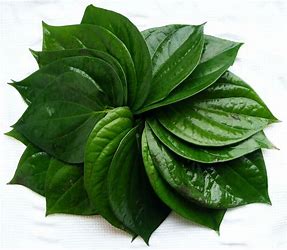 Tamalapaku - Betel Leaf (Pack of 10)