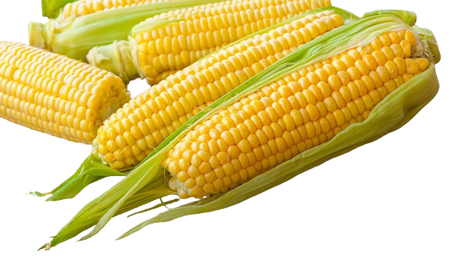 Sweet Corn