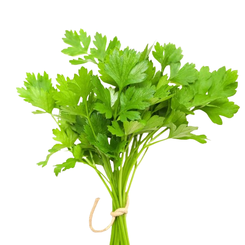 Coriander Leaves