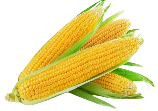 Sweet Corn