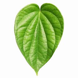 Tamalapaku - Betel Leaf (Pack of 10)