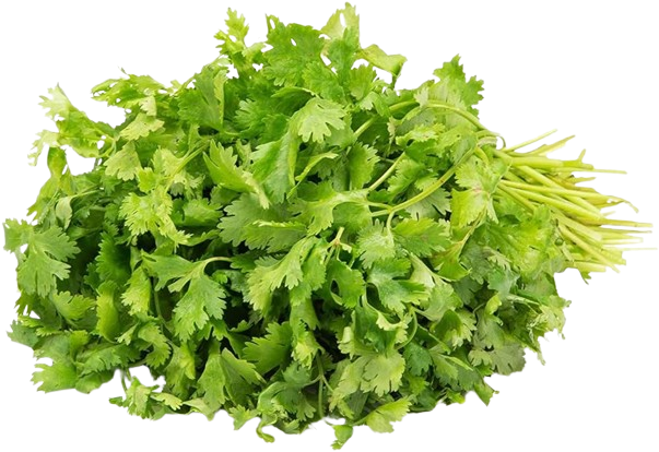 Coriander Leaves